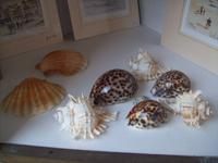 Muscheln auf Jersey