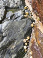 Muscheln