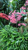 Orchid Foundation (5)