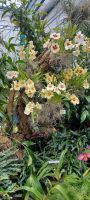 Orchid Foundation