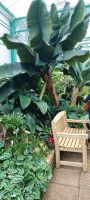 Orchid Foundation