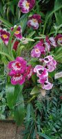 Orchid Foundation