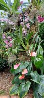 Orchid Foundation
