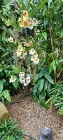 Orchid Foundation