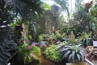 Orchid Foundation