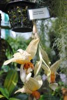 Orchid Foundation