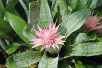 Orchid Foundation