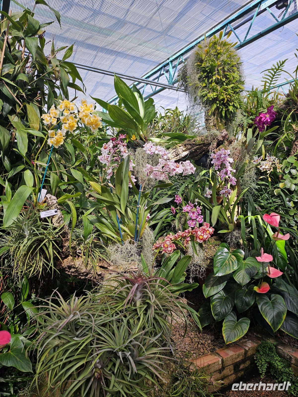 Orchid Fundation