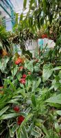 Orchideen Sammlung von Eric Young