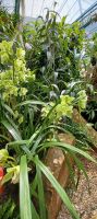 Orchideen Sammlung von Eric Young