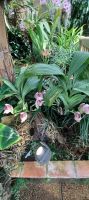Orchideen Sammlung von Eric Young