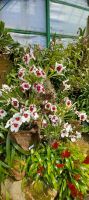 Orchideen Sammlung von Eric Young