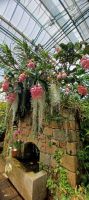 Orchideen Sammlung von Eric Young