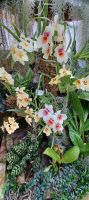 Orchideen Sammlung von Eric Young