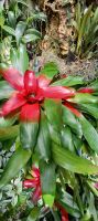 Orchideen Sammlung von Eric Young
