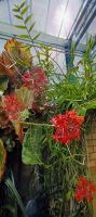 Orchideen Sammlung von Eric Young