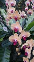 Orchideen Stiftung, Jersey 10