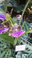 Orchideen Stiftung, Jersey 4