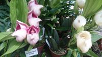 Orchideen Stiftung, Jersey 5