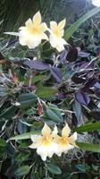 Orchideen Stiftung, Jersey 6