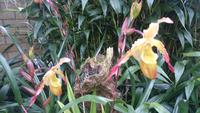 Orchideen Stiftung, Jersey 7