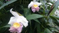Orchideen Stiftung, Jersey 8
