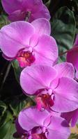 Orchideen Stiftung, Jersey