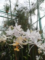 Orchideen