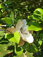 Orchideenausstellung - Eric Young Foundaction