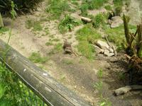 Otter im Durellpark 