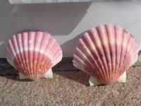 P1100944