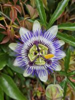 Passionsblume