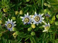 Passionsblumen