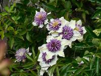 Passionsblumen