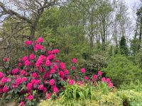 Rhododendron