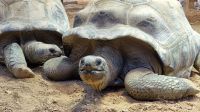 Riesenschildkröten im Jersey Zoo