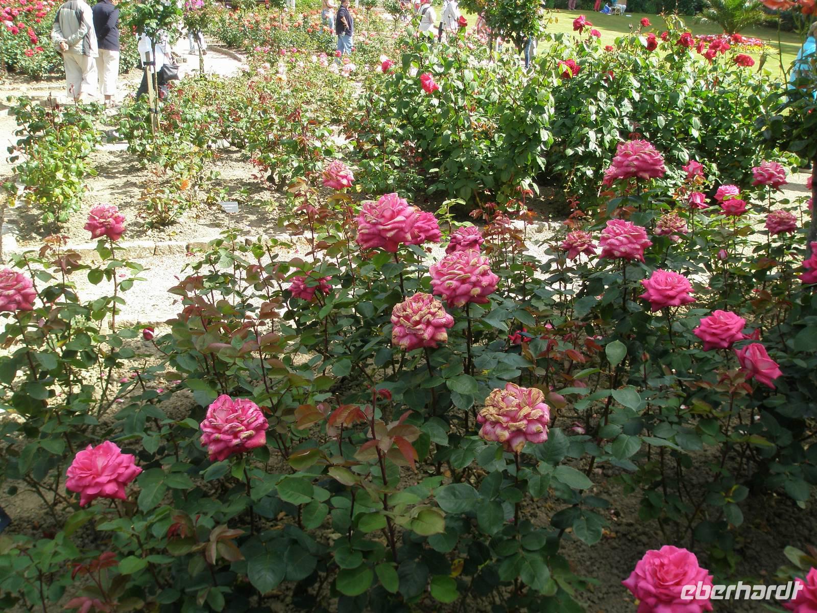 Rosen 