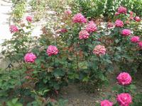Rosen im Coronation Park