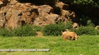 Royal Golden Guernsey Goats - Guernsey