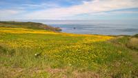 Sark (15)