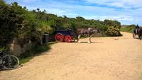 Sark (9)