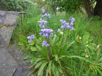 Sark, Blue Bells