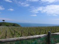 Sark-Weinanbau
