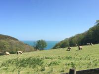 Schafe auf Jersey