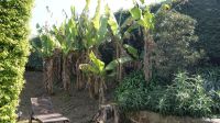 Seafields Gardens Privatgarten - Jersey