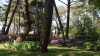 Seafields Gardens Privatgarten - Jersey