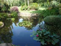 Seerosenteich
