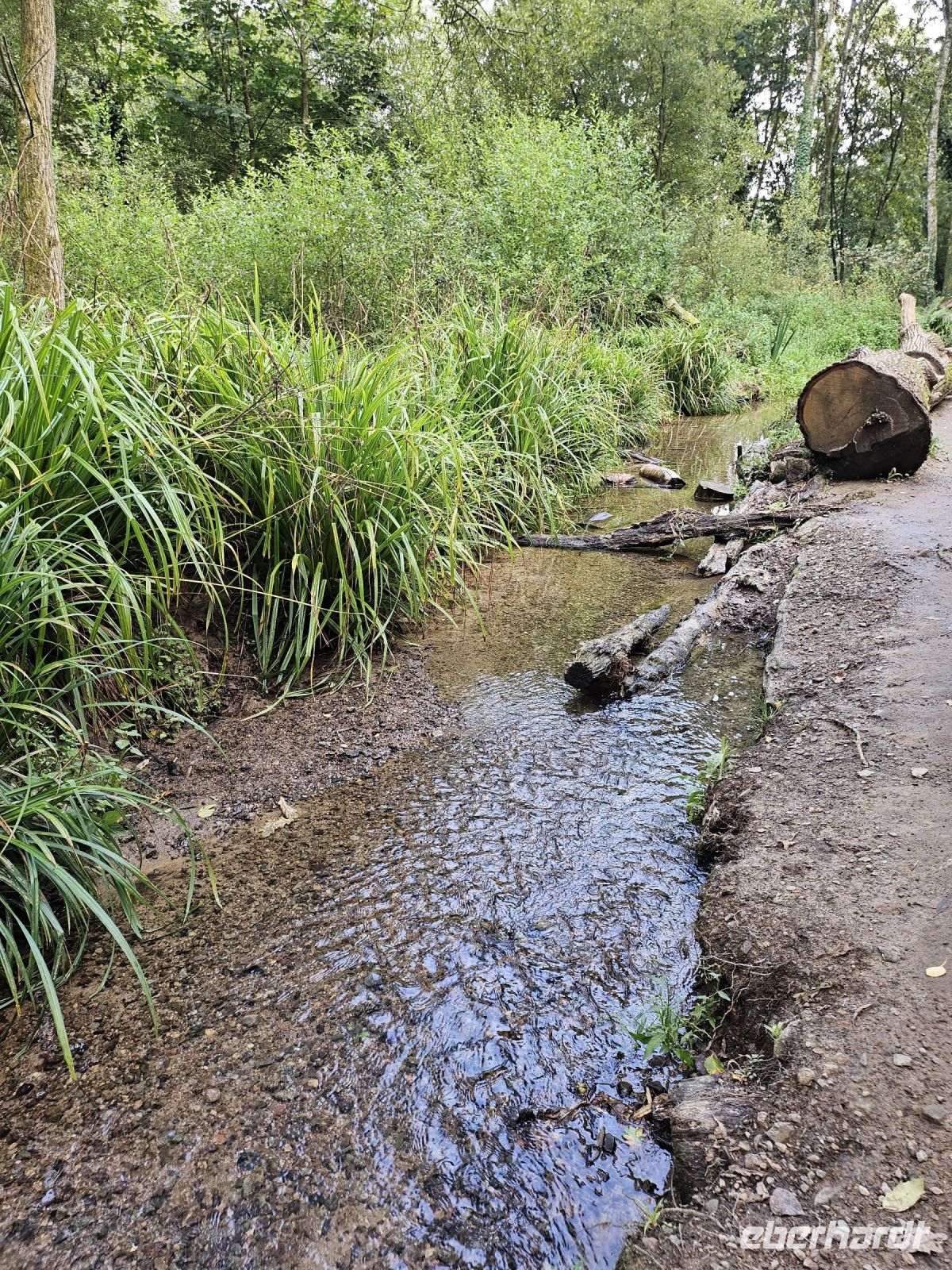 St. Cathrine Woods