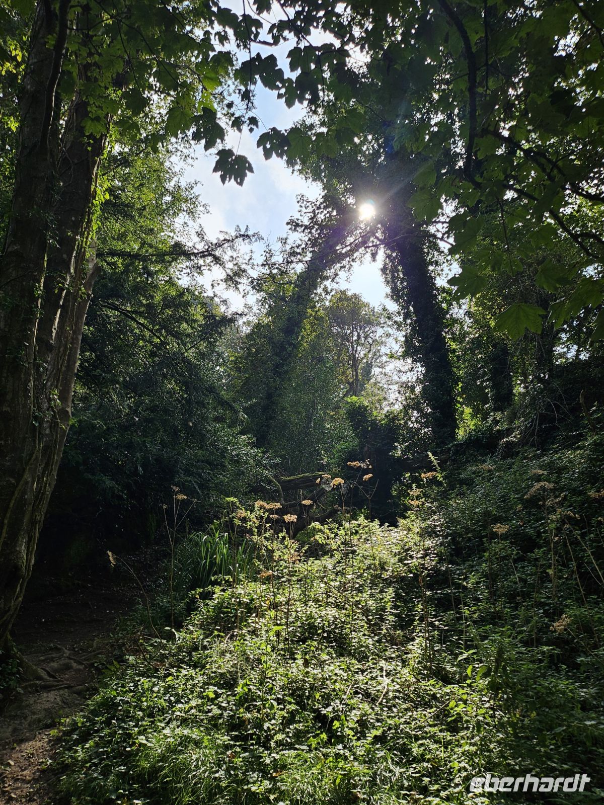 St. Cathrine Woods