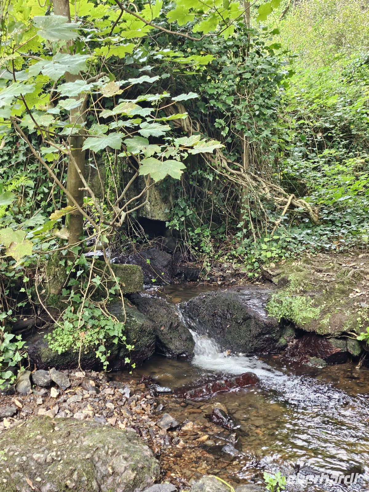 St. Cathrine Woods